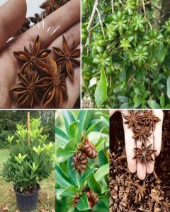 How to Grow Star Anise in a Pot – Exotic Spice at Home!