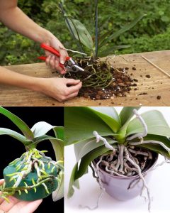 Orchid Roots Growing Out of the Pot? Here’s What It Really Means