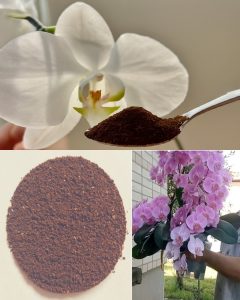 Coffee Magic: A Simple Trick to Help Orchids Bloom Repeatedly