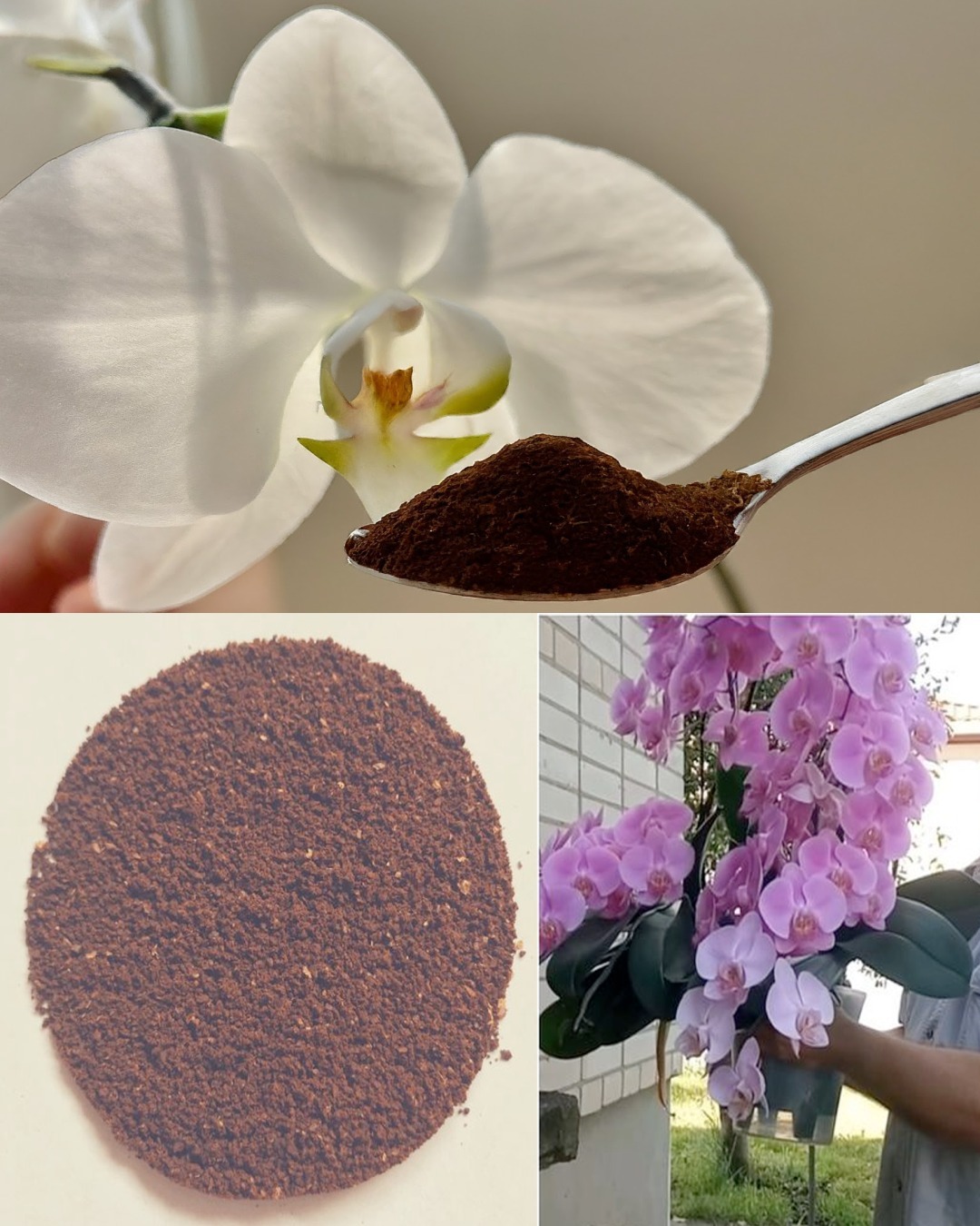 Coffee Magic: A Simple Trick to Help Orchids Bloom Repeatedly