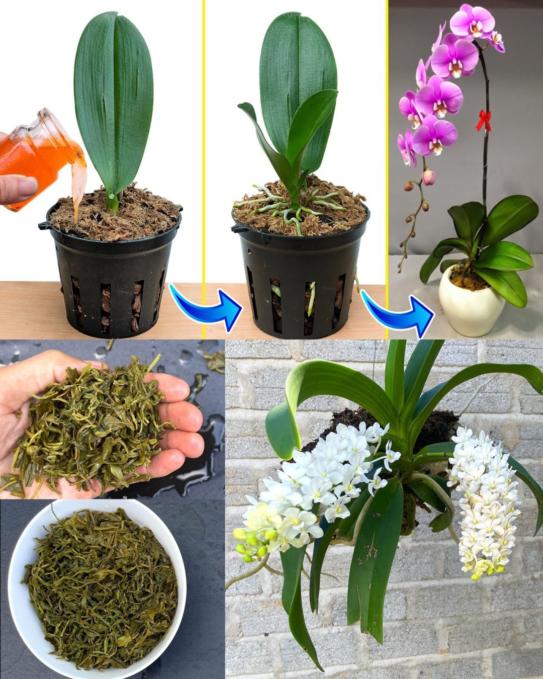 Revitalizing Orchids Using Tea: A Comprehensive Guide with Handy Tips