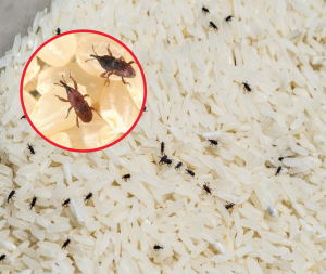 Jak przechowywać ryż, aby zapobiec rozwojowi ryjkowców i pleśni