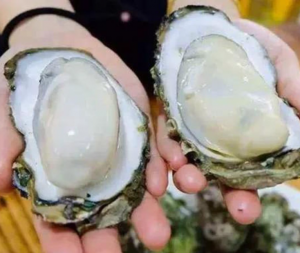 6 groups of people should not eat oysters
