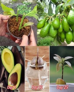 6 tips for growing avocado in a pot and for it to bear fruit