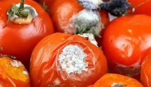 Don’t rush to throw away rot.ten tomatoes