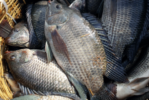 The Benefits and Potential Dangers of Eating Tilapia Fish