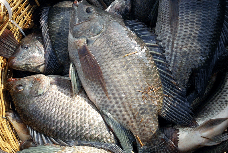 The Benefits and Potential Dangers of Eating Tilapia Fish