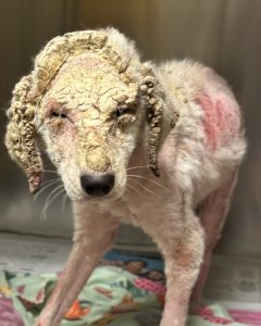 Neglected dog Trixie was found with severely matted fur, dry itchy skin — but after finally getting some love and care, she looks like a whole new dog 😮❤️