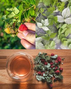 Raspberry Leaf Power: 30 Benefits and How to Use It