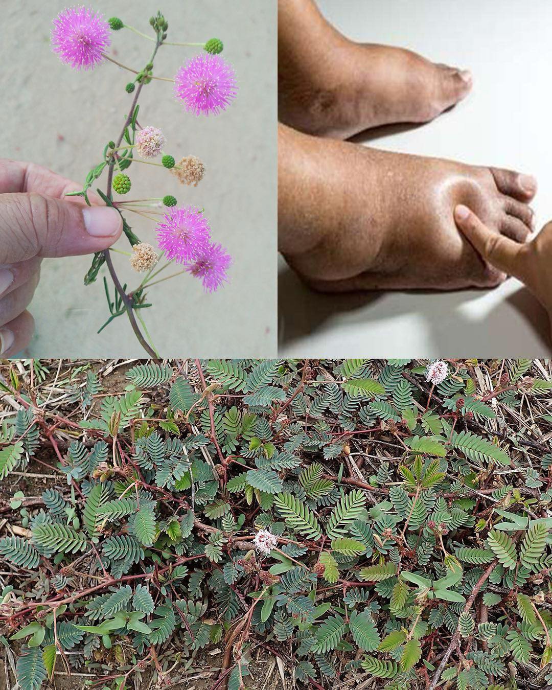 The Hidden Power of Mimosa Pudica: 30 Benefits and Homemade Uses