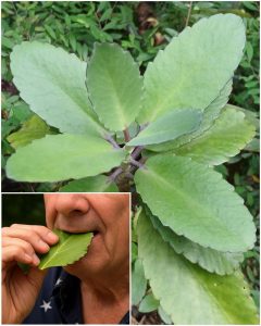 Leaf of Life: many have it in their compound, but most don’t know how to take advantage of it…
