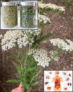 Yarrow: A Timeless Herbal Ally with Amazing Health Benefits