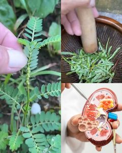 The Stone Breaker Plant: Nature’s Remedy for Kidney Stones
