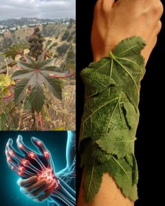 10 Powerful Benefits of Castor Leaves You Probably Didn’t Know About