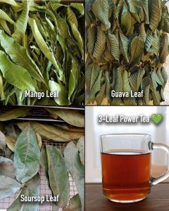 Mango, Guava, and Soursop Leaf Tea: Ancient Leaves with Modern Hopes