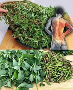 Why You Should Embrace Purslane in Your Garden: 8 Compelling Reasons