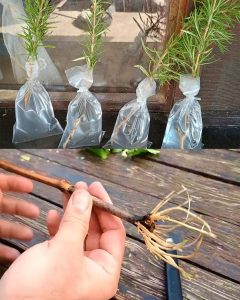 How to Root Branches and Cuttings Easily at Home