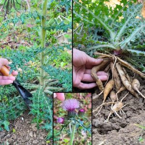 Bull Thistle (Cirsium vulgare): A Wild Plant with Surprising Benefits