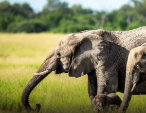 How elephants call each other by name