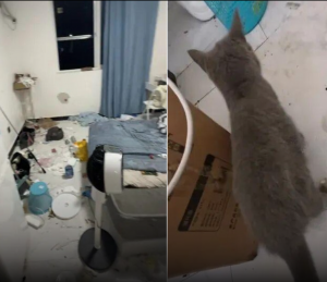 The couple rented the apartment and left. The landlord was shocked when he opened the apartment door.