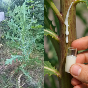 30 Amazing Benefits of Lactuca serriola (Wild Lettuce)
