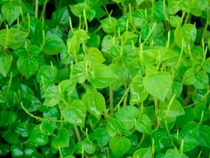 Few people realize this plant is a real health-boosting goldmine!