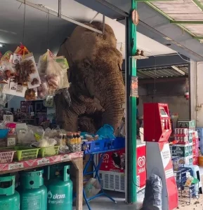 Elephant enters grocery store looking for food
