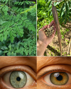 12 Moringa Seed Benefits You’ll Never Hear from Your Doctor