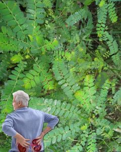 Chanca Piedra: The Little Plant With Big Healing Power
