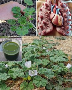 A “Weed” That Turns Out to Be a Natural Treasure for Health