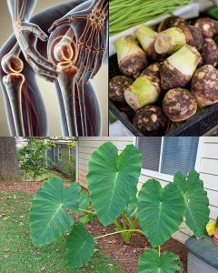 The Ancient Superfood Transforming Health and Sustainability