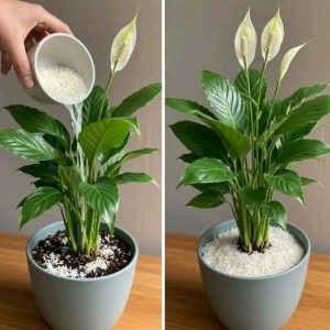 Peace Lily: The Secret Ingredient That Keeps It Blooming for Up to 10 Years