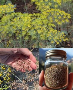 Dill Seeds: A Forgotten Treasure for Digestion, Hormones, and Restful Sleep