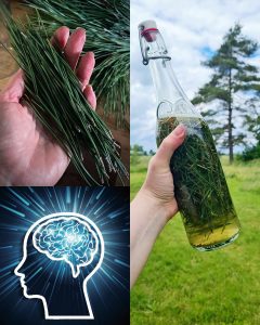 The Power of Pine Needles: 30 Benefits and Homemade Uses