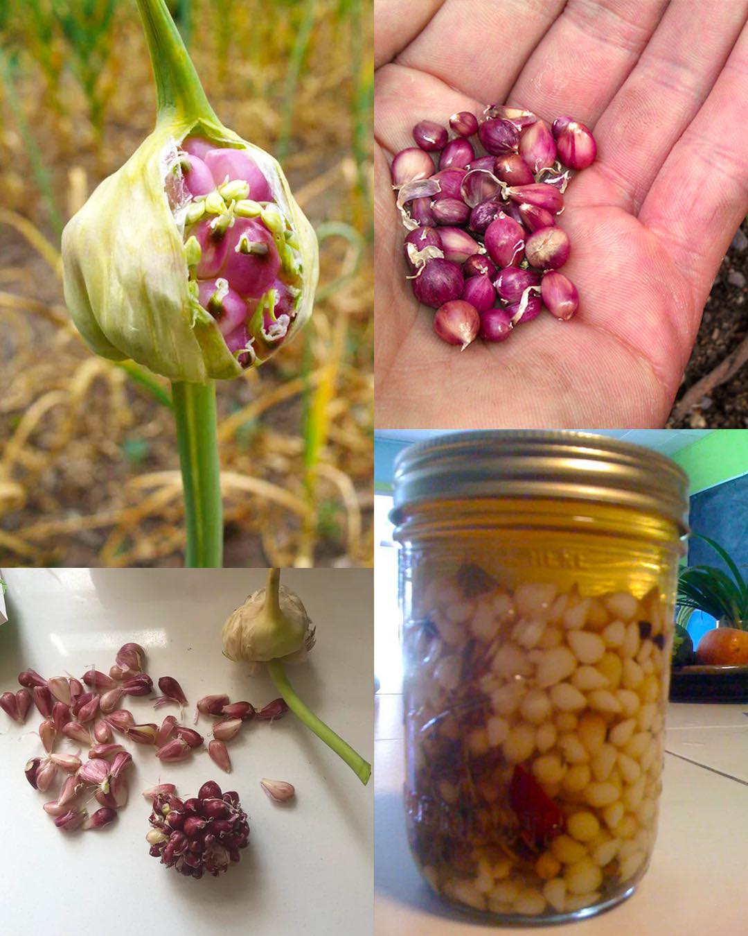 The Hidden Power of Garlic Bulbils: Nature’s Tiny Healing Pearls