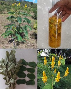 Senna Alata: The Healing Candle Bush with 30 Impressive Benefits and Easy Homemade