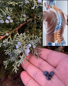 Juniper: A Comprehensive Guide to Its Benefits and Uses