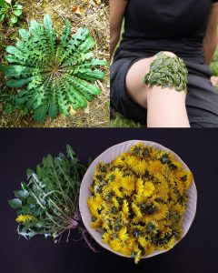 The Mighty Dandelion: Nature’s Hidden Treasure