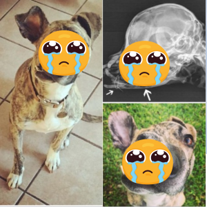 Deformed dog that can’t eat set to be euthanized: When the truth is uncovered, vet makes the correct decision