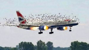 The pilot’s emotional reaction when he discovered why birds were flying alongside the plane