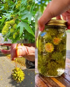 American Sweetgum (Liquidambar styraciflua): The Forgotten Healing Tree