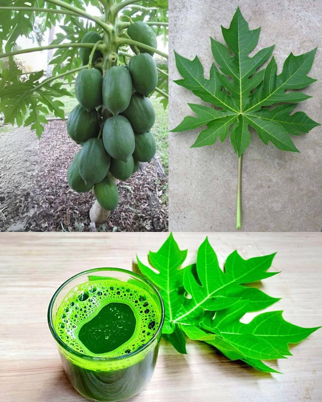 The Hidden Healing Power of Papaya Leaves