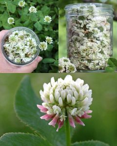 White Clover (Trifolium repens): 15 Benefits and Homemade Uses