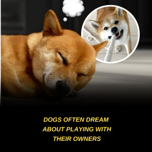Dogs Often Dream About Playing With Their Owners — And Science Explains Why