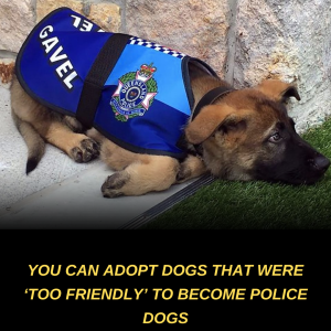 Too Friendly for Duty: The Police Dogs That Ended Up as Family Pets