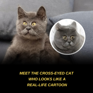Meet the Cross-Eyed Cat Who Looks Like a Real-Life Cartoon