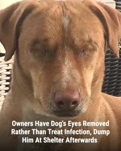A 3-year-old lab-shepherd mix named Louis lost both his eyes after his owners chose removal over treating a simple infection