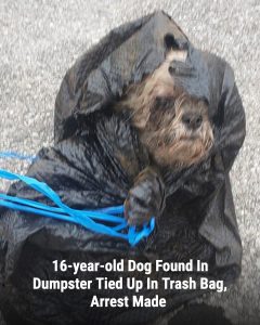 A 16-year-old Shih Tzu named Xyla was found alive inside a trash bag in a Florida dumpster after her owners died, sparking outrage and a fast-moving investigation.