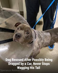 Clifford was found badly injured in a wagon on the side of a Georgia road, with wounds consistent with being dragged by a car