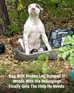 An 8-month-old puppy named Hank was heartlessly dumped in the woods with a broken leg, left lying on his bed